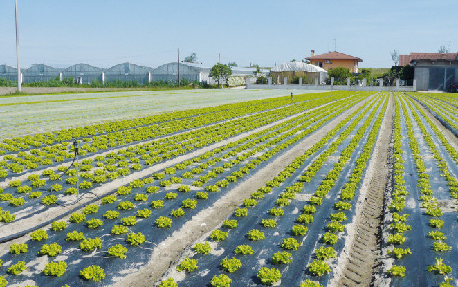 Irrigazione, nutrizione e controllo delle infestanti con pacciamatura biodegradabile: i teli in Mater-Bi